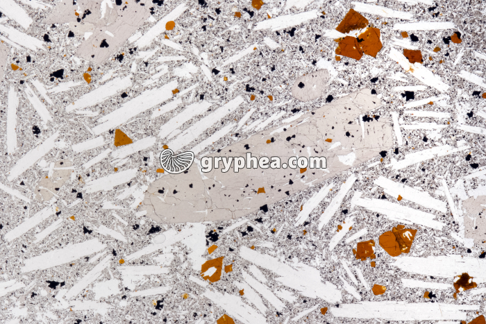 Basalte demi-deuil LPNA x1,5 - gryphea.org